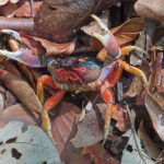 Un crabe Halloween en posture de défense à même le sol forestier. Il recule en faisant claquer ses pinces redoutables si on le titille d’un peu trop près.