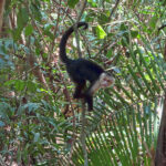 A white-headed capuchin monkey (Cebus capucinus,) jumps from branch to branch and climbs trees in the Manuel Antonio Park.