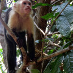 The white-headed capuchin monkey is also called monkey, monk capuchin, white-faced sapajou, or simply capuchin. Its black coat is reminiscent of the cowls of the Capuchin friars.