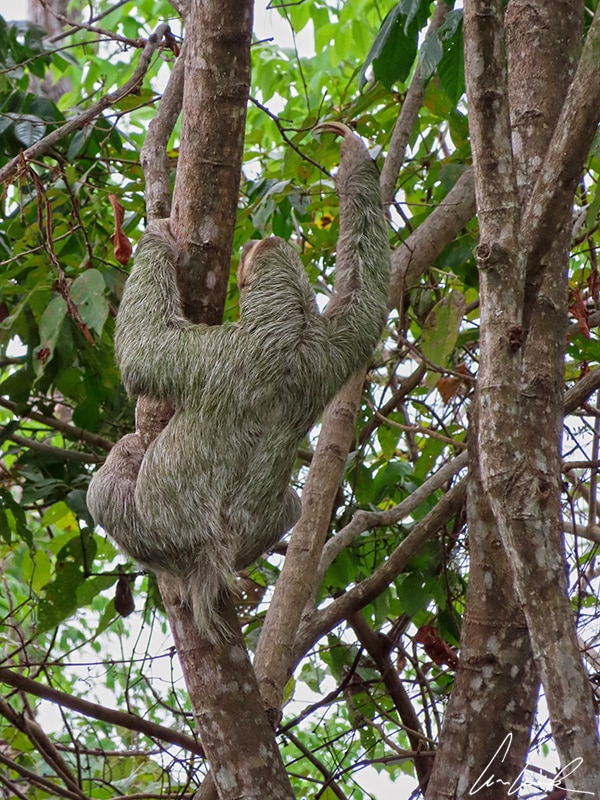 The three-toed sloth has a round head, a short snout, small eyes, long legs, tiny ears, and a stubby tail. Sloths have long, coarse fur that is light brown.