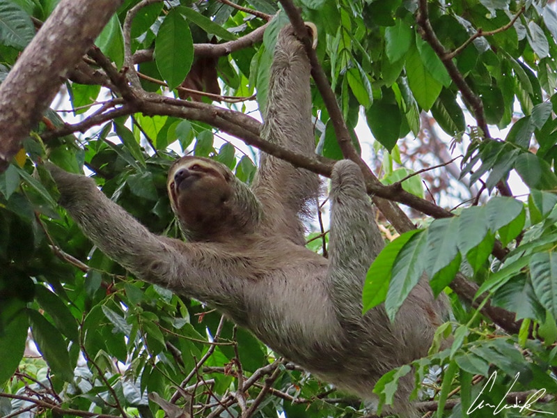 The three-toed sloth has a round head, a short snout, small eyes, long legs, tiny ears, and a stubby tail. Sloths have long, coarse fur that is light brown.