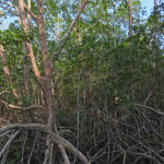 Le parc national Manuel Antonio possède 12 hectares de mangrove. Ici, les racines des palétuviers appelées « racines échasses » protègent et nourrissent de nombreuses espèces aquatiques.