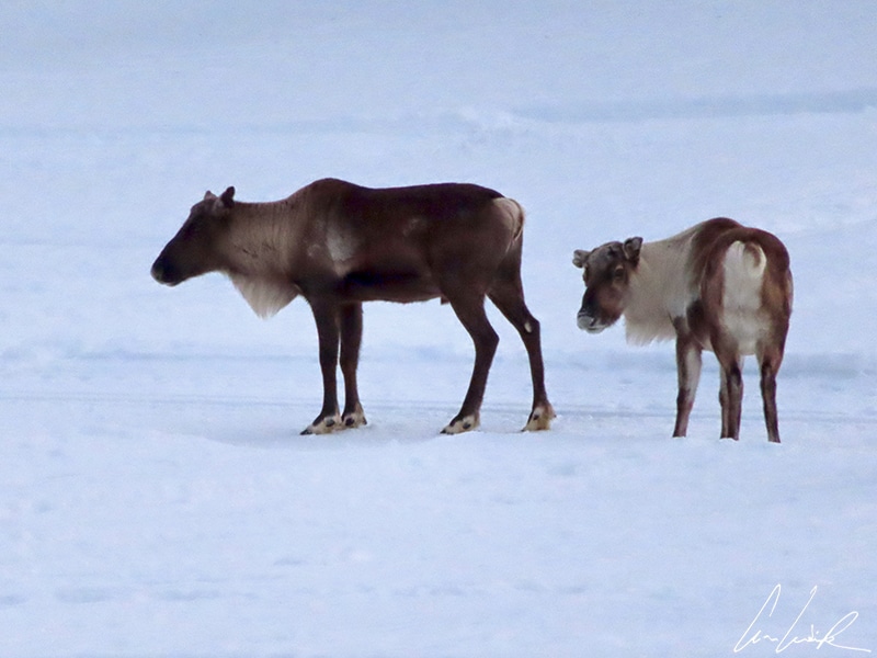 Rencontre avec deux rennes en Laponie. Le renne est un animal semi-domestique, incontestablement le symbole de la Laponie.