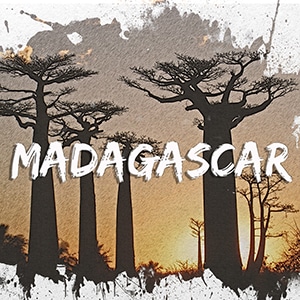 Afrique : Madagascar, Allée de Baobab