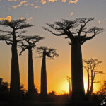 At the famous Alley of the Baobab in Madagascar the sun is low on the horizon, a soft glowing light, smooth trunks reflect the orange rays. Baobabs become shadows accentuating their particular shape, the sun slips between these shadows and eventually disappears.