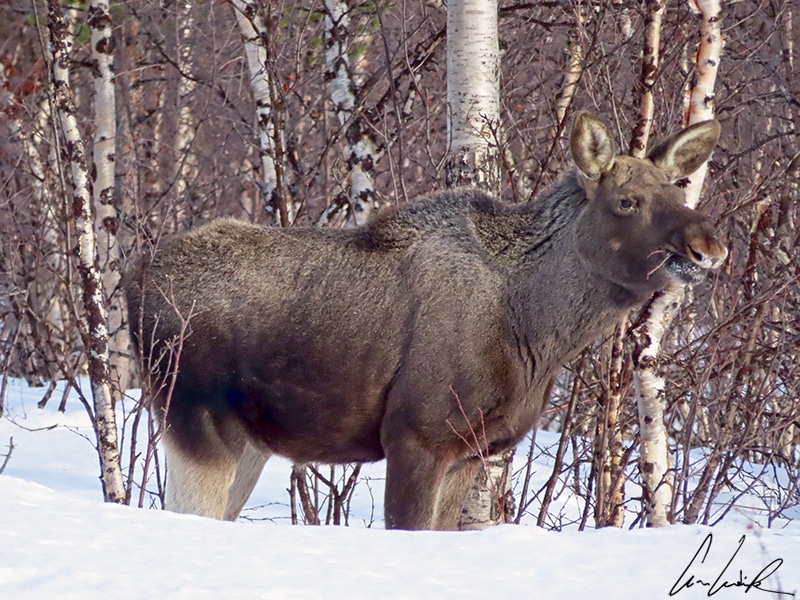 The moose in North America or the elk in Eurasia is an impressive animal with its tall body perched on long, slender legs. It ventures out only at dawn and dusk to graze in the marshes and meadows.