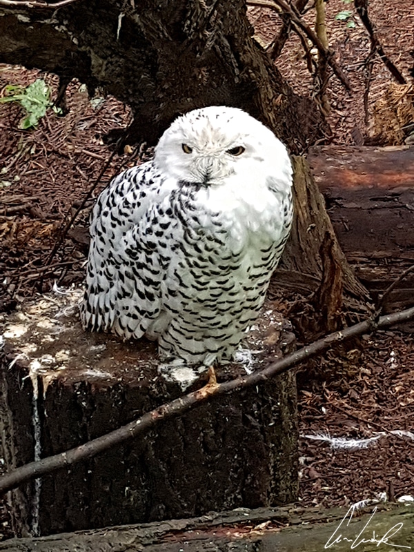 The Snowy Owl also known as the Arctic Owl or White Owl, nests on Arctic tundra habitats such as Lapland. The Snowy owl is primarily white with black stripes that make camouflage easy against snow and allow it to catch its prey by surprise.