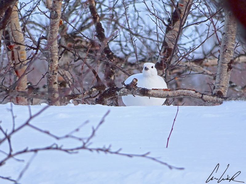 Here is a partridge dressed in white in winter Lapland, with a jet-black beak and tail ! Its scientific name is Willow Ptarmigan.