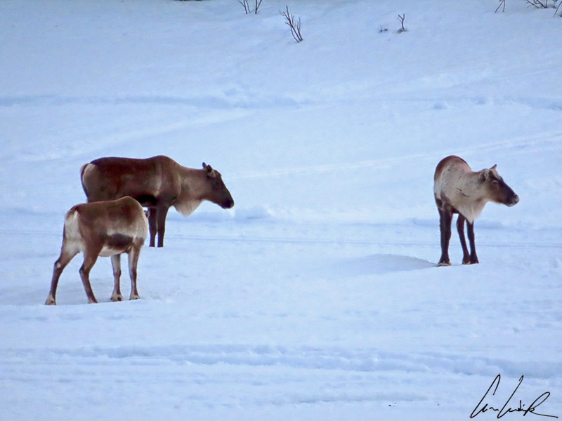Le renne est l’animal emblématique de la Laponie. Avec son long museau, et son poitrail massif, le renne a fière allure.