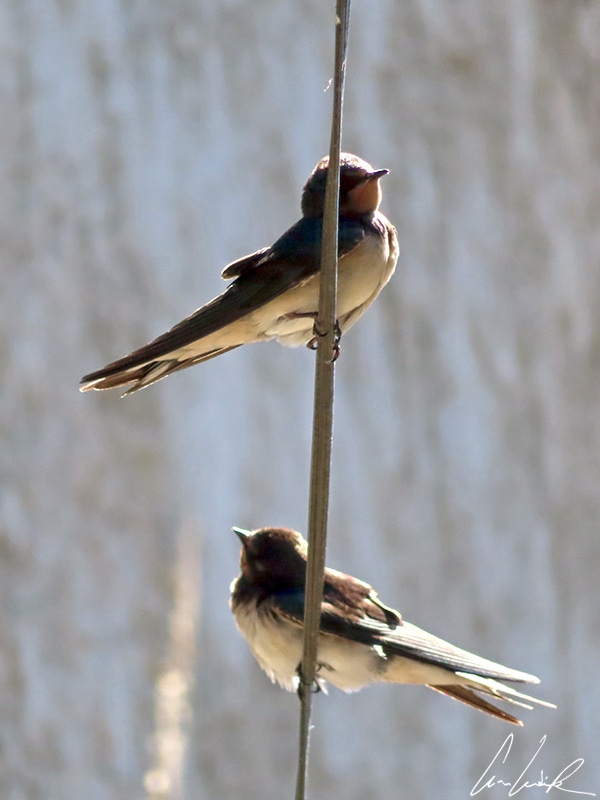 Two swallows perched on a wire. For one swallow does not make a spring, nor does one day… What about two swallows?