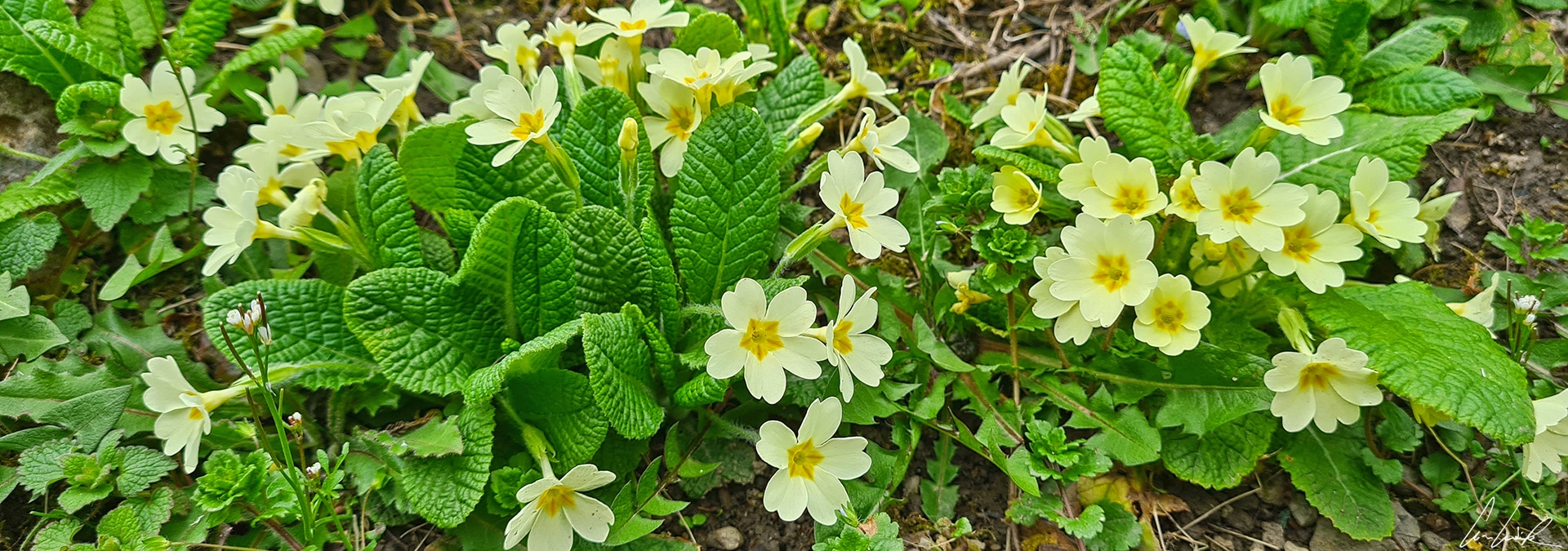 Blooming in early spring, the primroses are flowers with pale to deep yellow with darker yellow-orange centers color. Primroses are low-growing plants with rough, tongue-like leaves that grow in a rosette.