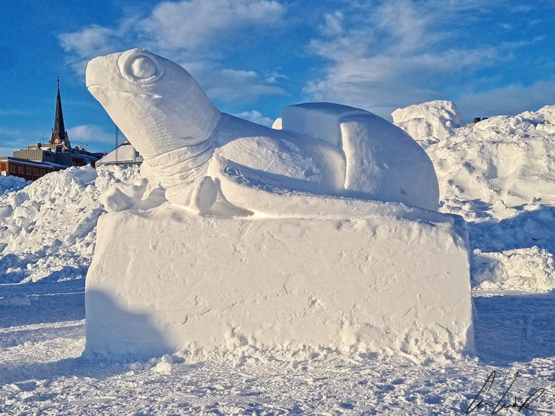 Une sculpture de neige à Luleå sur représentant une tortue, tête fièrement dressée.